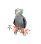 birds love X7（個別スタンプ：4）