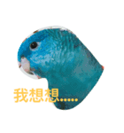 birds love X7（個別スタンプ：7）