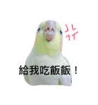 birds love X7（個別スタンプ：8）