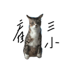 ha ha ~fat cat（個別スタンプ：1）