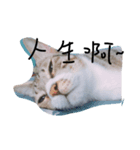 ha ha ~fat cat（個別スタンプ：3）