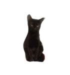 ha ha ~fat cat（個別スタンプ：5）