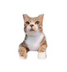 ha ha ~fat cat（個別スタンプ：8）