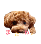 カイくんスタンプ（個別スタンプ：11）