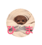 カイくんスタンプ（個別スタンプ：13）