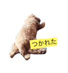 カイくんスタンプ（個別スタンプ：21）
