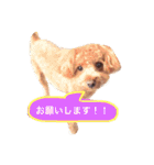 カイくんスタンプ（個別スタンプ：25）