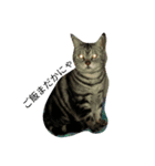 ねこね(:-)（個別スタンプ：1）