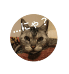 ねこね(:-)（個別スタンプ：3）
