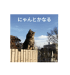 ねこね(:-)（個別スタンプ：4）