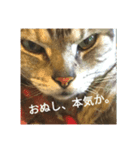 ねこね(:-)（個別スタンプ：5）