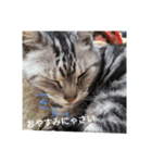 ねこね(:-)（個別スタンプ：7）