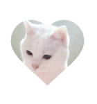 猫好きさんへ（個別スタンプ：1）