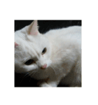 猫好きさんへ（個別スタンプ：2）