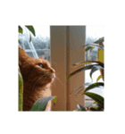 猫好きさんへ（個別スタンプ：3）