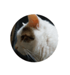 猫好きさんへ（個別スタンプ：6）