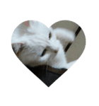 猫好きさんへ（個別スタンプ：8）