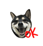 Shiba Aniki（個別スタンプ：1）