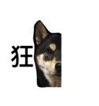 Shiba Aniki（個別スタンプ：3）