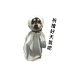 Shiba Aniki（個別スタンプ：5）