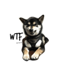 Shiba Aniki（個別スタンプ：6）