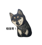 Shiba Aniki（個別スタンプ：7）