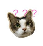 dodo cat（個別スタンプ：2）