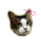 dodo cat（個別スタンプ：3）