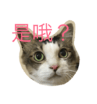 dodo cat（個別スタンプ：4）