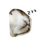 dodo cat（個別スタンプ：5）
