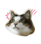 dodo cat（個別スタンプ：6）
