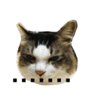 dodo cat（個別スタンプ：8）