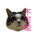 dodo cat（個別スタンプ：9）