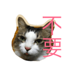 dodo cat（個別スタンプ：10）