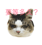 dodo cat（個別スタンプ：11）