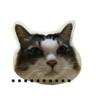 dodo cat（個別スタンプ：12）