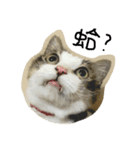 dodo cat（個別スタンプ：13）