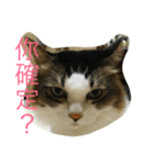 dodo cat（個別スタンプ：14）