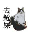 dodo cat（個別スタンプ：15）