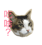 dodo cat（個別スタンプ：16）