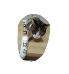 じろ＆はな（個別スタンプ：12）