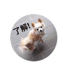 みぃぃぃぃ（個別スタンプ：1）