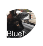 Black. Cat.（個別スタンプ：1）