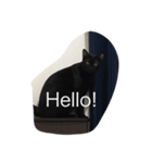 Black. Cat.（個別スタンプ：3）