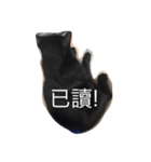 Black. Cat.（個別スタンプ：5）