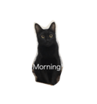 Black. Cat.（個別スタンプ：7）