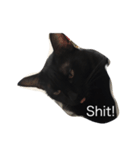Black. Cat.（個別スタンプ：8）