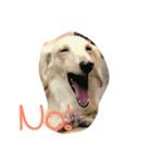 Orange Dachshund Dog（個別スタンプ：1）