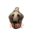 Orange Dachshund Dog（個別スタンプ：2）