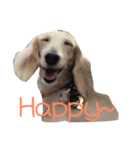 Orange Dachshund Dog（個別スタンプ：3）
